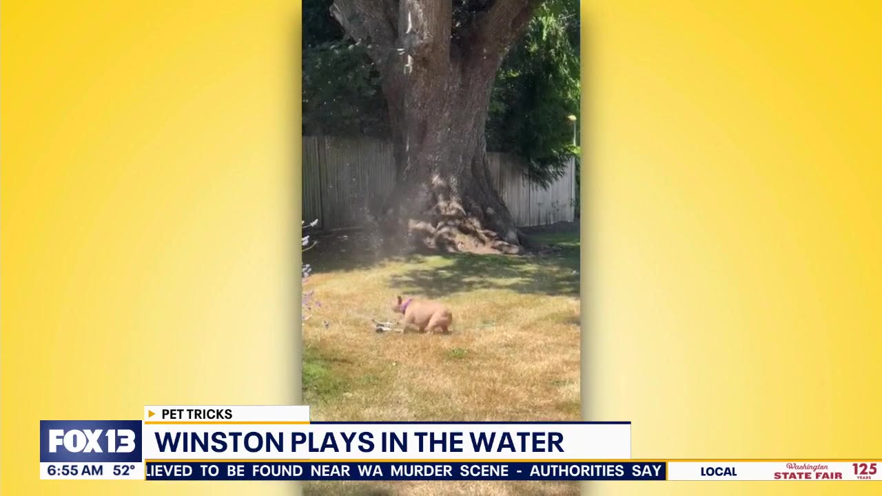 Pet Tricks for Friday, September 19