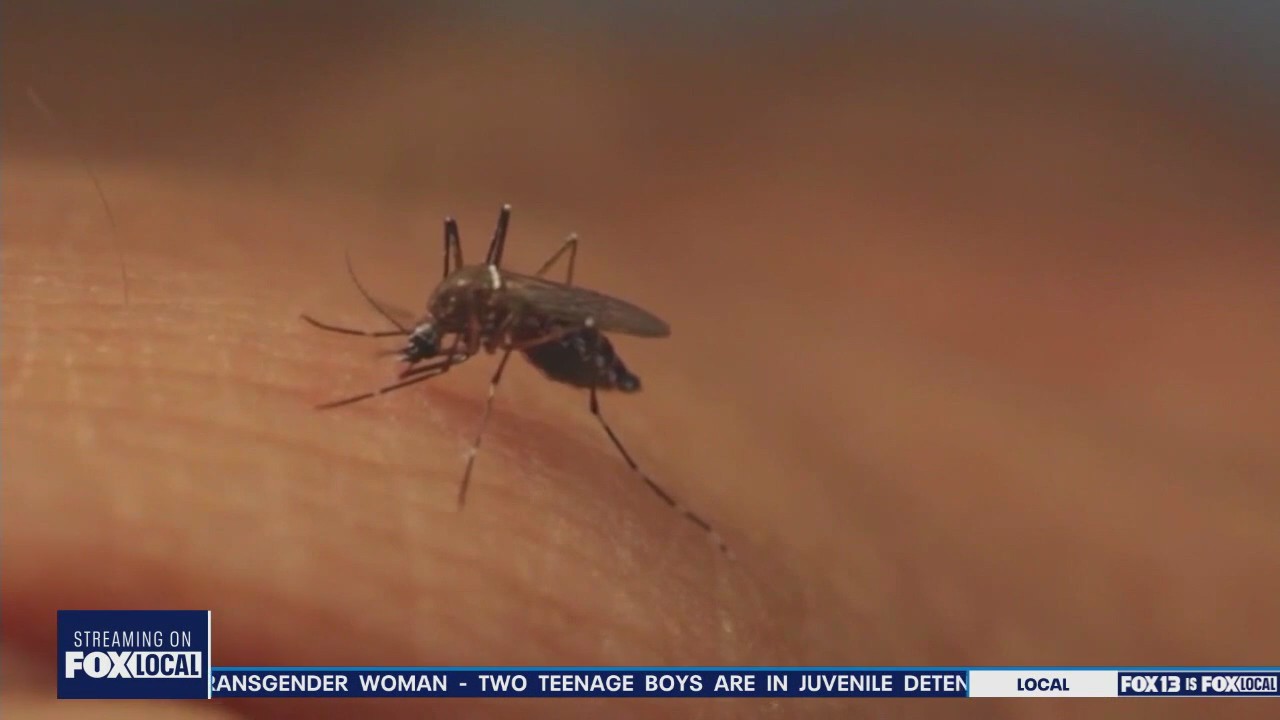 Horse tests positive for West Nile virus in Yakima County
