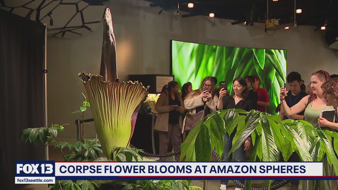 Corpse flower blooms at Amazon Spheres