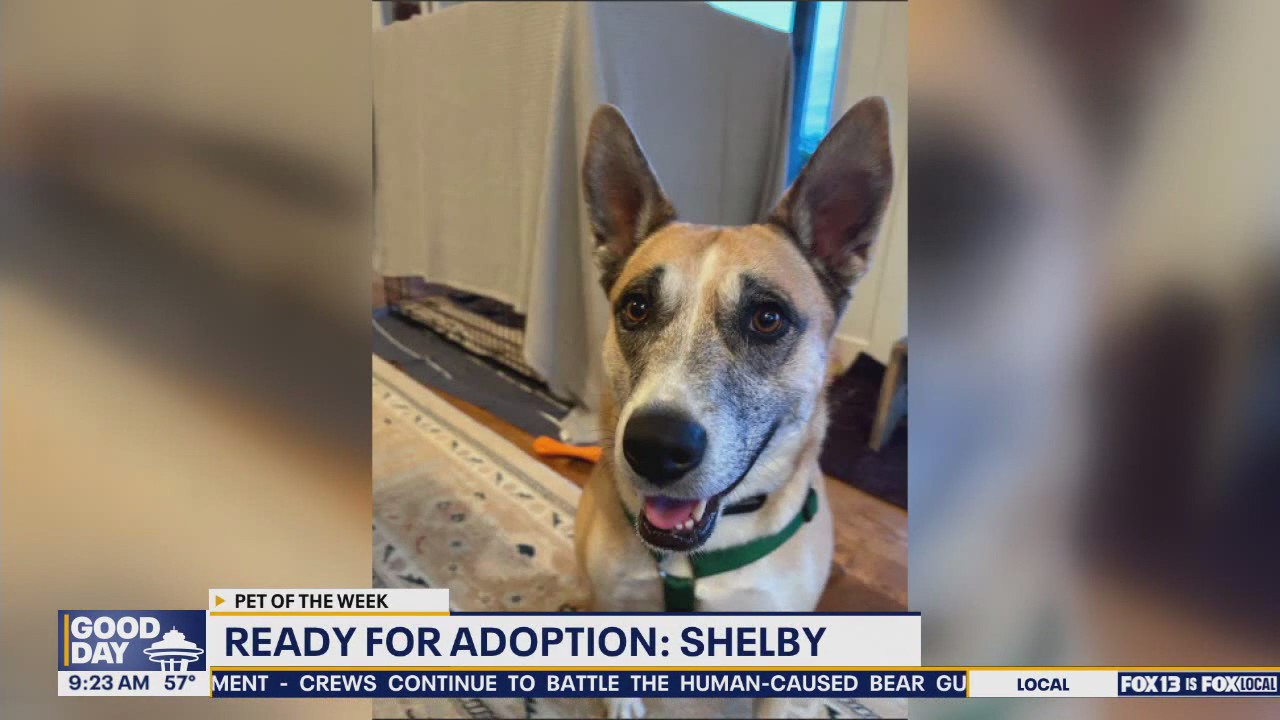 Pet of the Week: Shelby