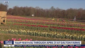 Tulips and daffodils are blooming at Dalton Farms in Swedesboro