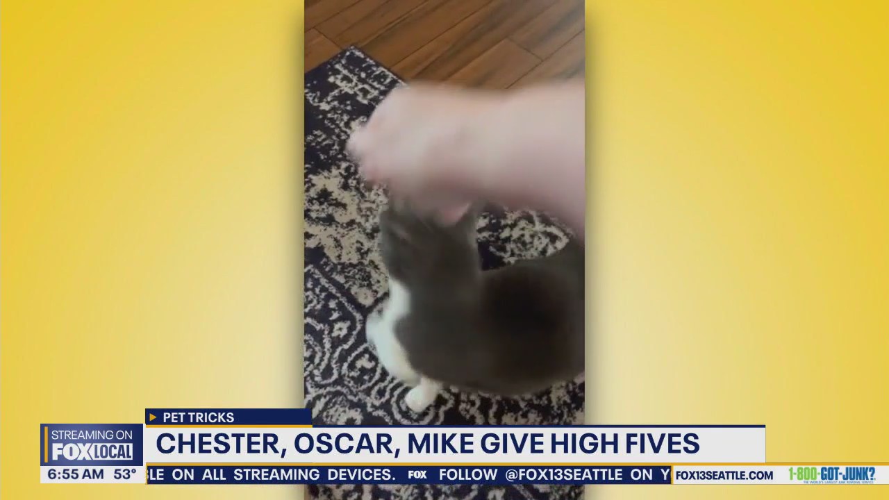 Pet Tricks for Tuesday, September 23