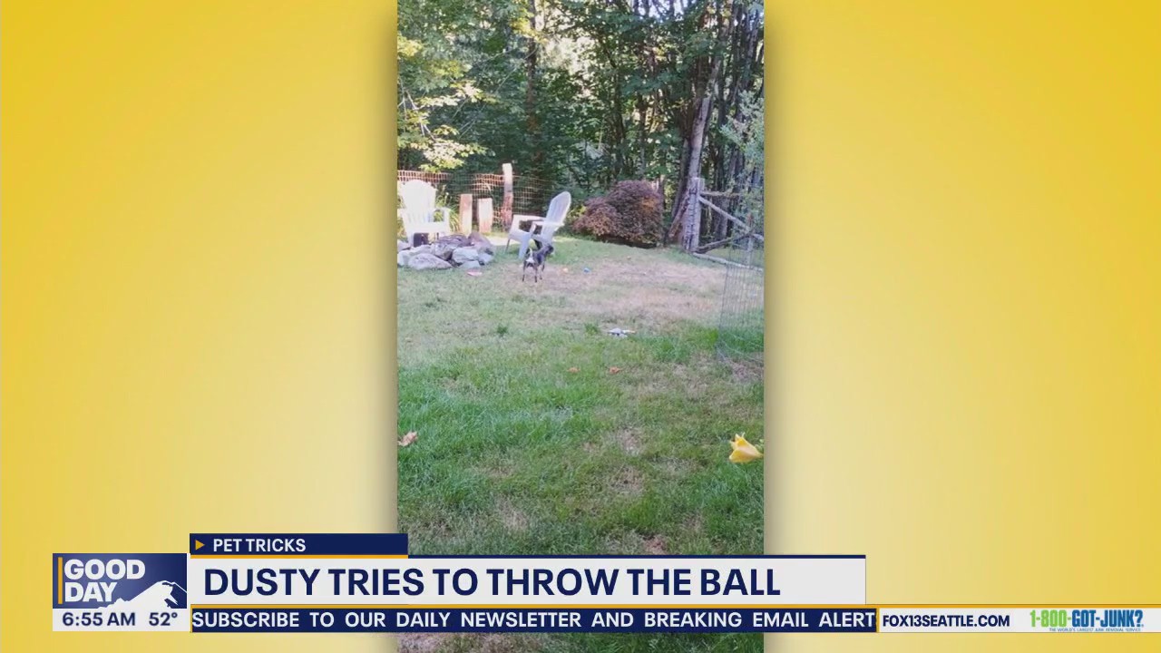 Pet Tricks for Thursday, September 25