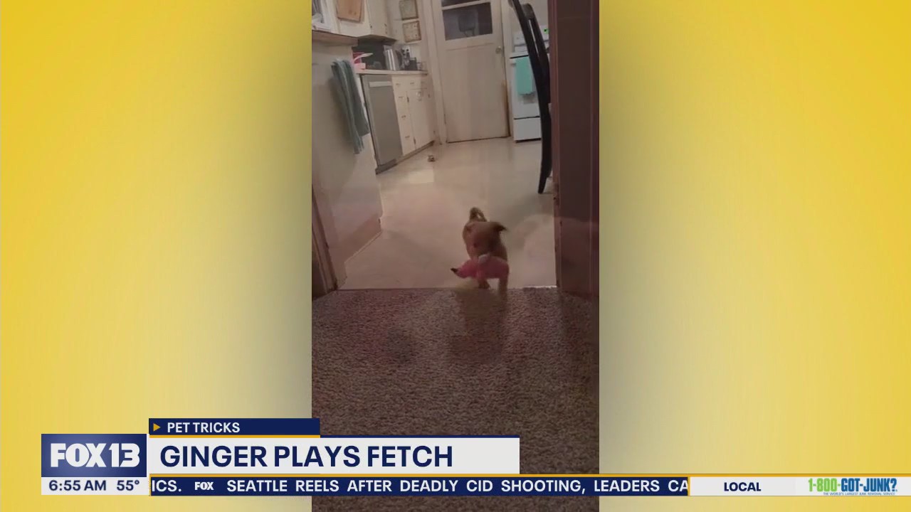 Pet Tricks for Wednesday, Sept. 24