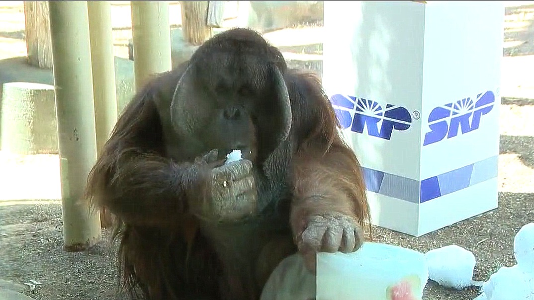 Phoenix Zoo animals cool off with frozen treats