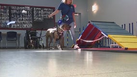 Soldier's Best Friend connects veterans with support dogs