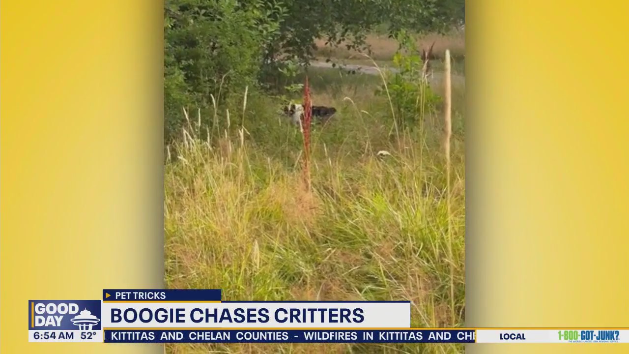 Pet Tricks for Friday, September 26