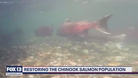 Bellingham hatchery program sees record return of Chinook salmon