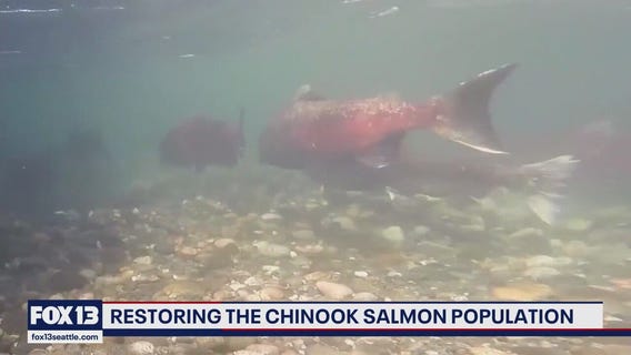 Bellingham hatchery program sees record return of Chinook salmon