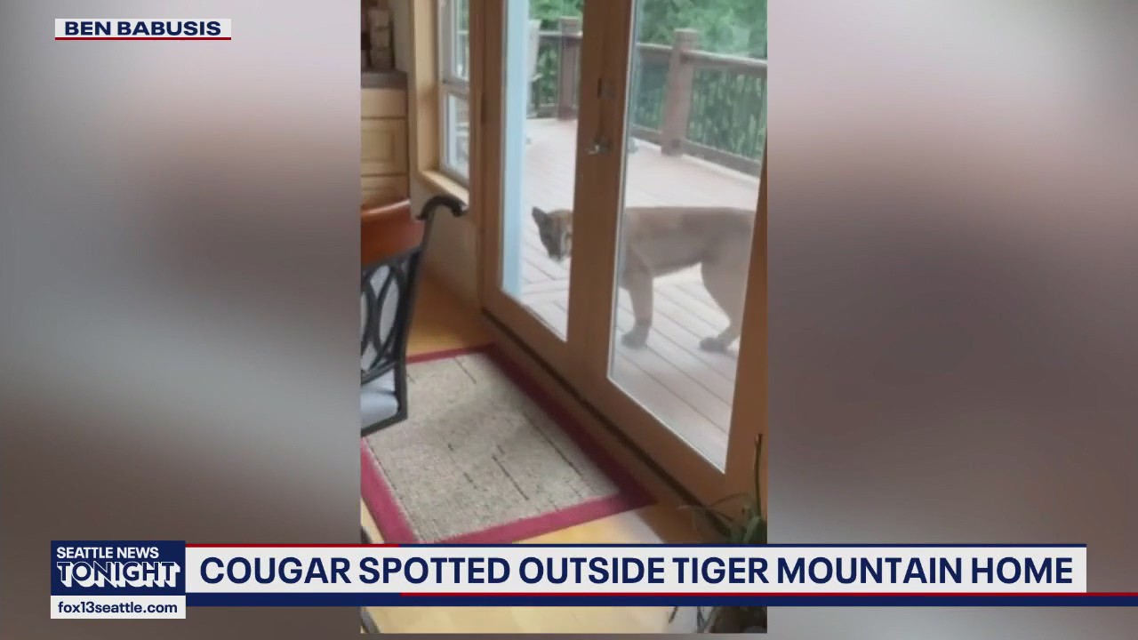 Cougar spotted outside Tiger Mountain home
