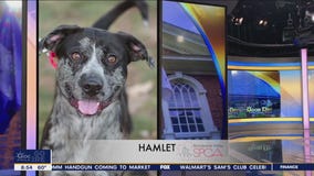 FurEver Home: April 16, 2023