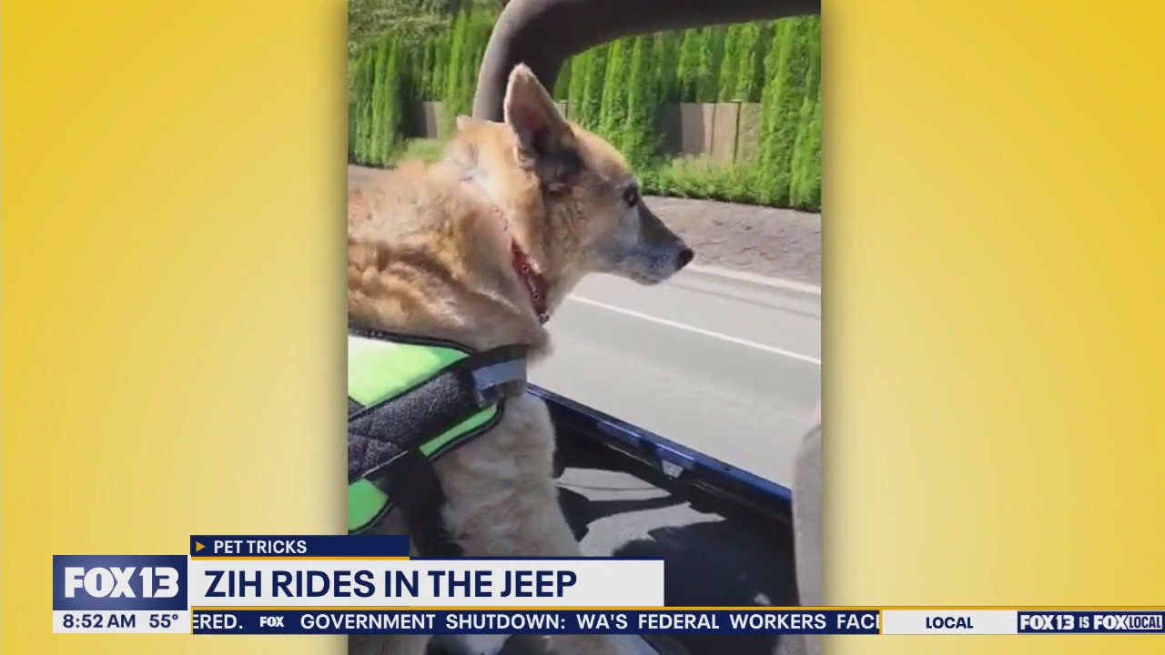 Good Day Pet Tricks for Thursday,  Oct. 2