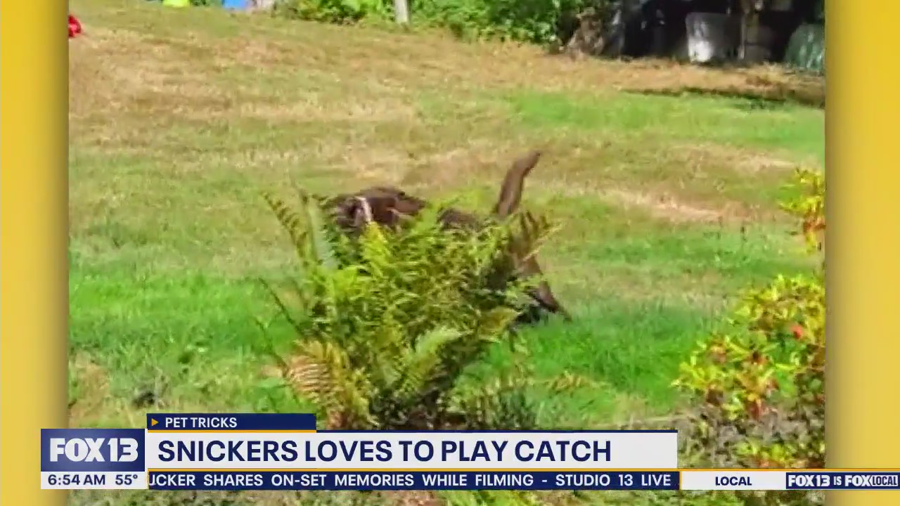 Pet tricks for Wednesday, October 1