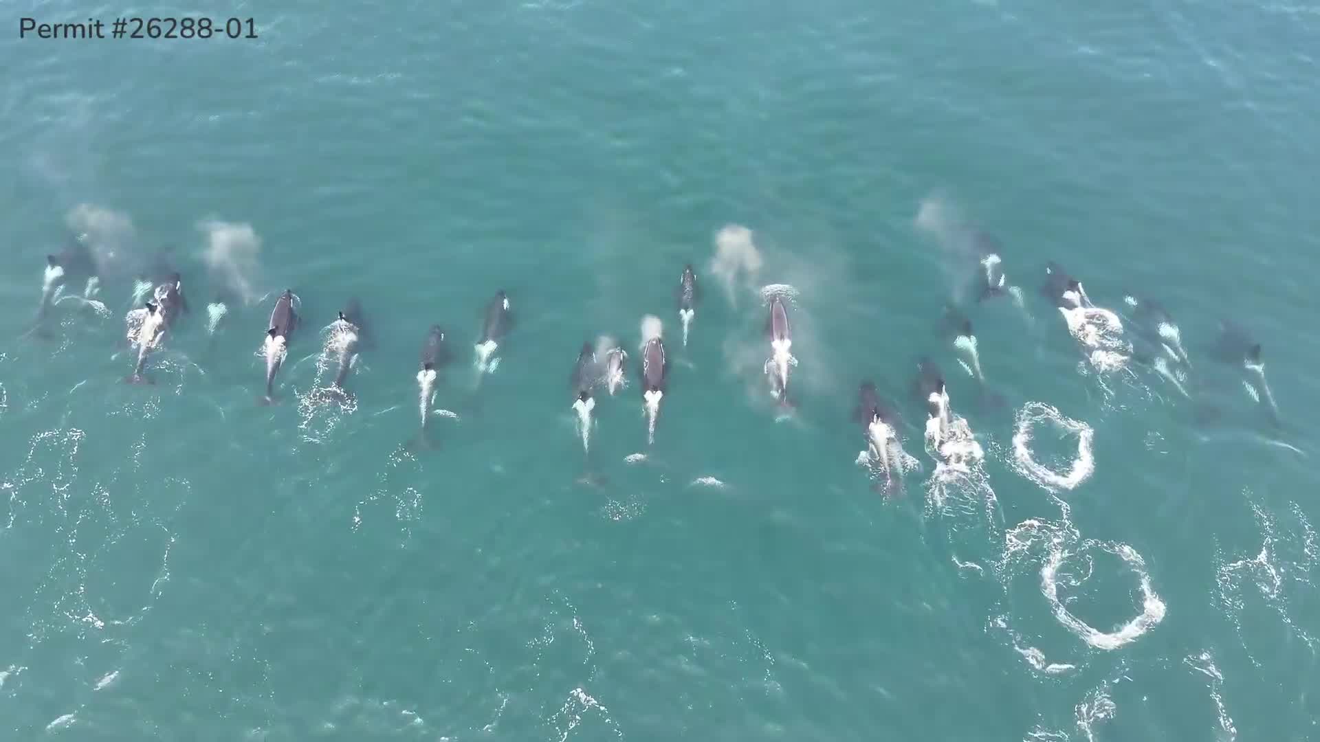 Drone video shows WA southern resident orca pod