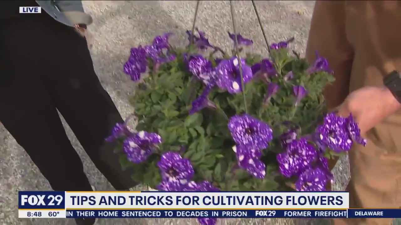 Tips and tricks for cultivating flowers as spring temperatures soar