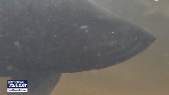 Return of chinook marks start of salmon season