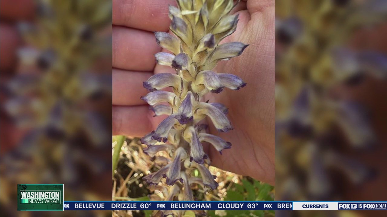 Parasitic sunflower discovered in WA
