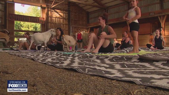 Goat yoga for a great cause