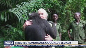 Tributes honor Jane Goodall's legacy