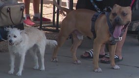 Phoenix nonprofit helps pets cope with extreme heat