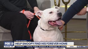 Pet of the Week: Snoopy