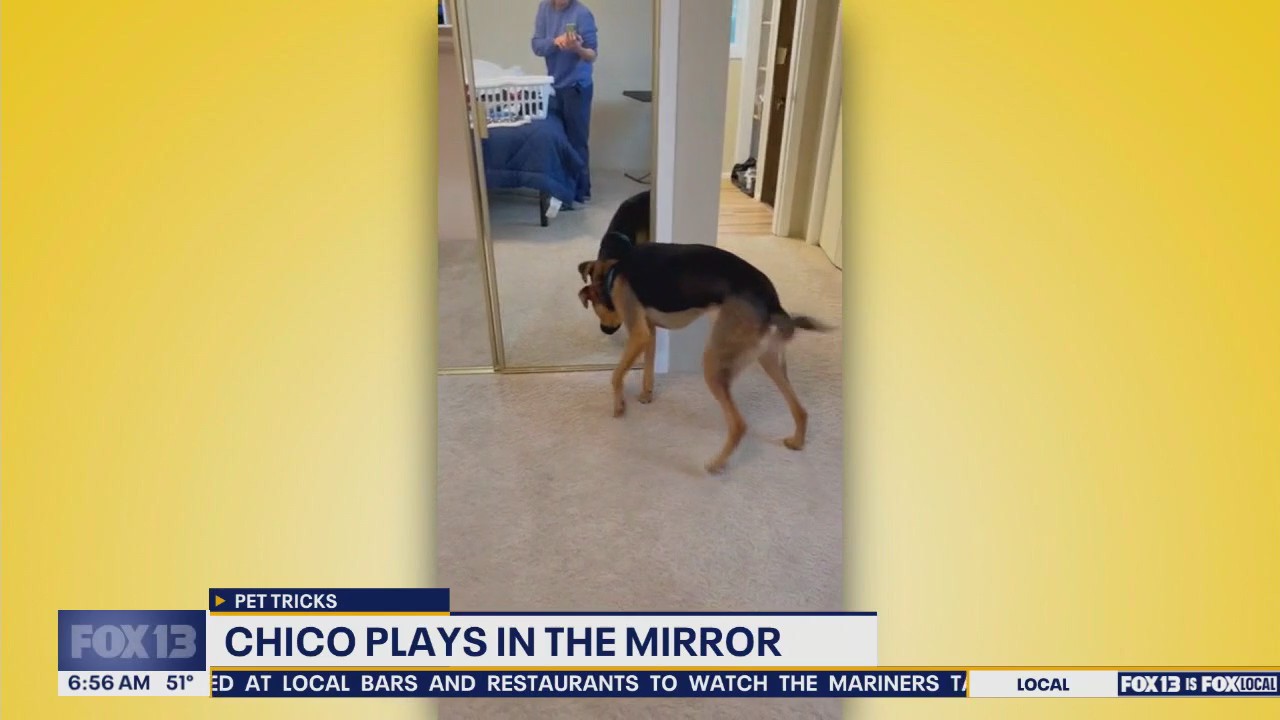 Pet Tricks for Wednesday, October 8