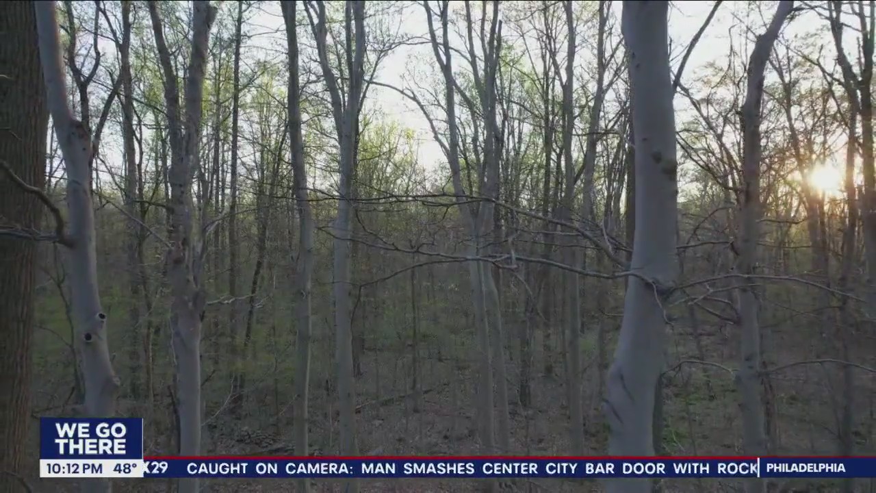 Highly invasive disease threatening trees all across New Jersey and Pennsylvania