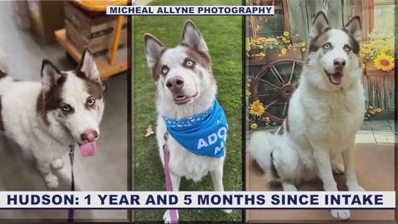 HALO waives fees for long-timer dogs