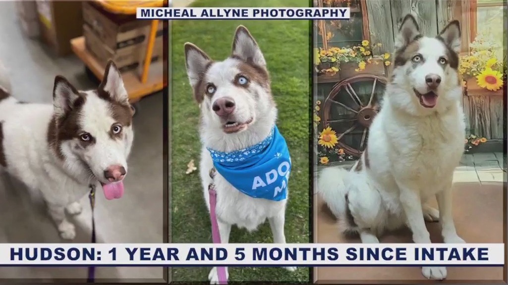 HALO waives fees for long-timer dogs