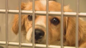 July 4th weekend brings in lost dogs to Maricopa County Animal Care & Control