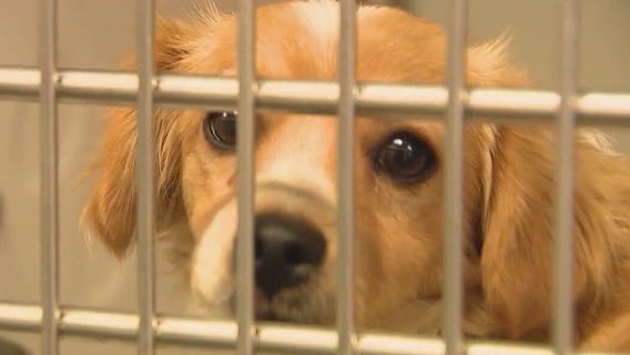 July 4th weekend brings in lost dogs to Maricopa County Animal Care & Control