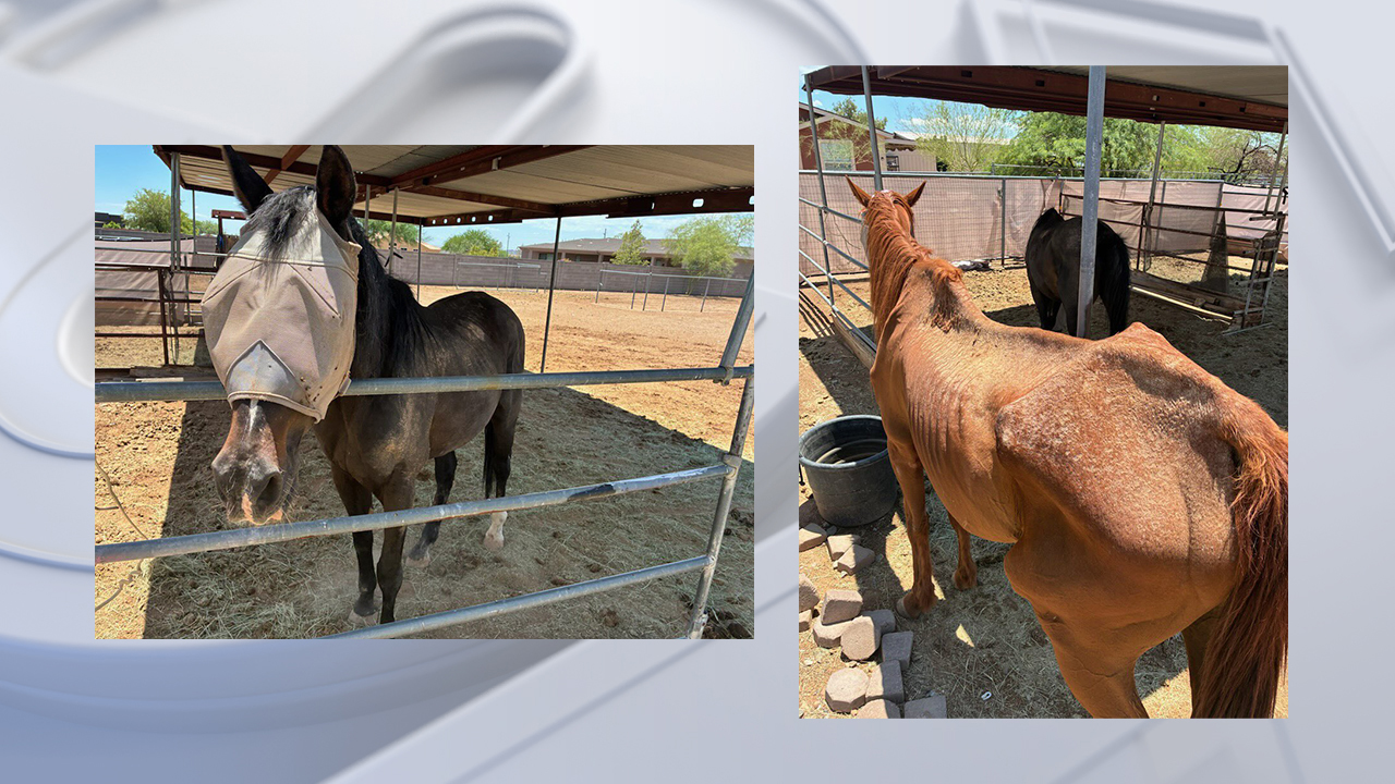 MCSO: Animal neglect under investigation in New River