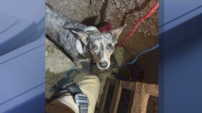 Arizona dog rescued from deep mine shaft