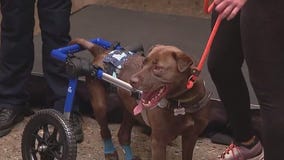 'Jerry's Law' enhances animal cruelty protections