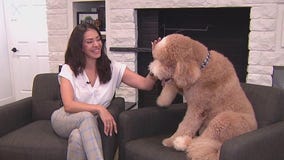 Meet Fred: Perez Law Group's Chief Morale Officer