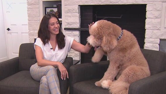 Meet Fred: Perez Law Group's Chief Morale Officer