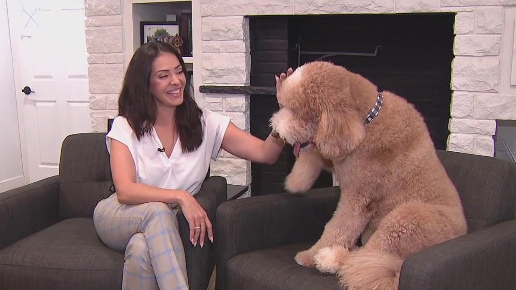 Meet Fred: Perez Law Group's Chief Morale Officer