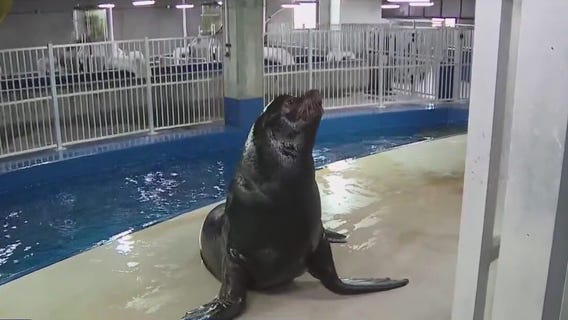 A 'summer of love' for Odysea Aquarium