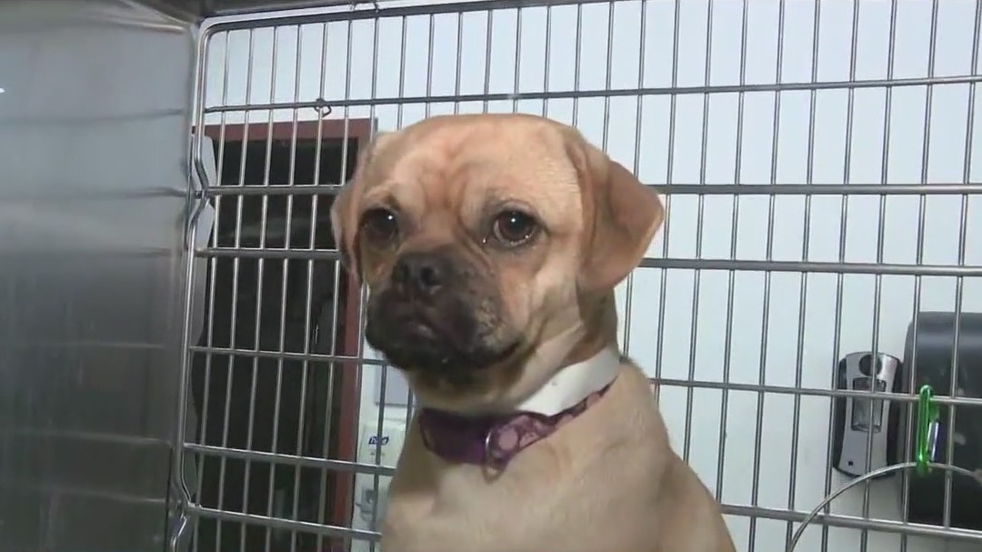 What to do if you find a lost dog after July 4th