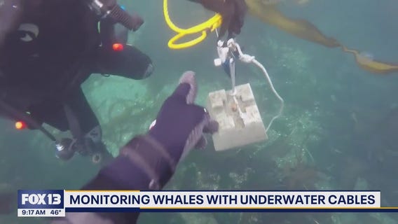 WA scientists test underwater cables to listen to whales communicate