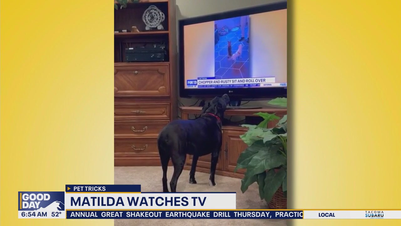 Pet Tricks for Friday, October 17