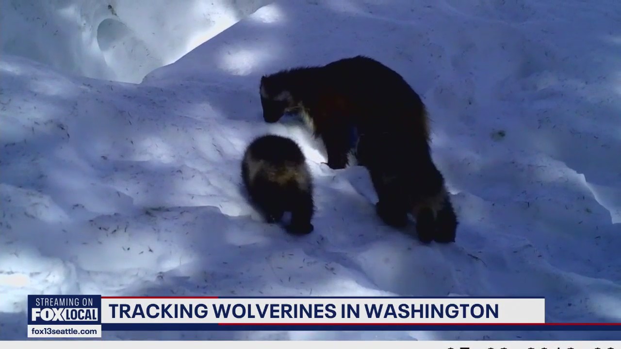 Wolverine Research Underway in Cascades