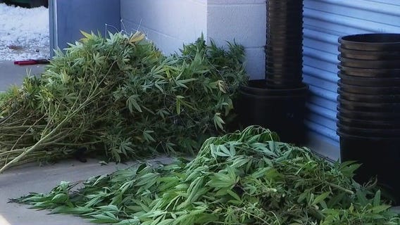 MCSO makes largest marijuana bust in a decade