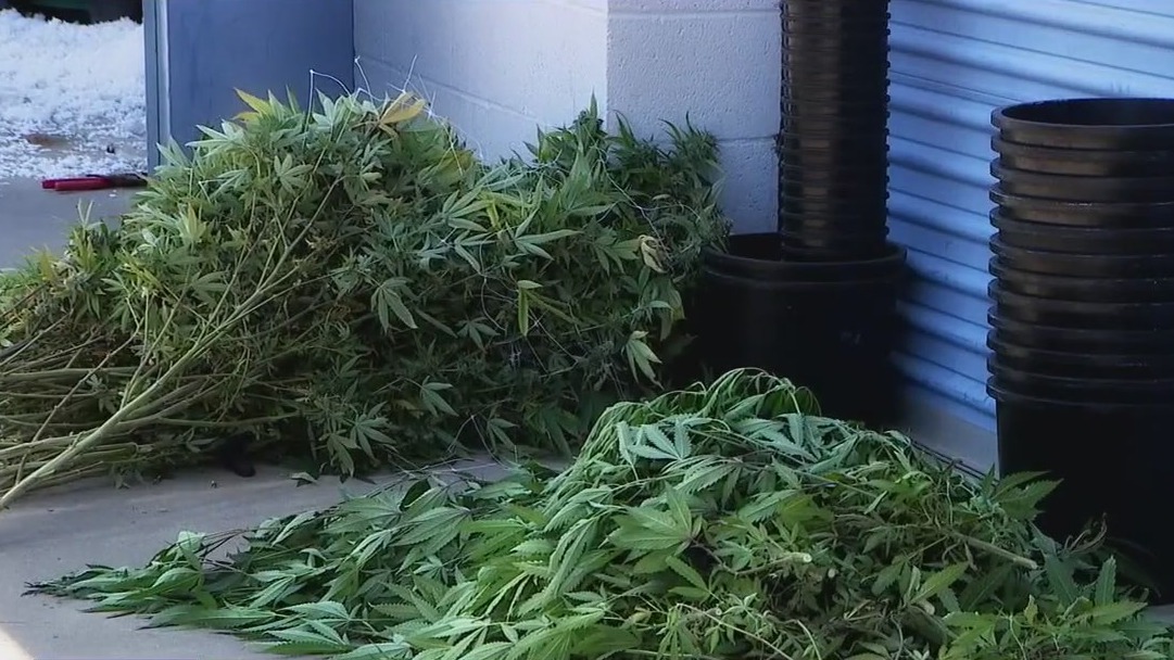MCSO makes largest marijuana bust in a decade