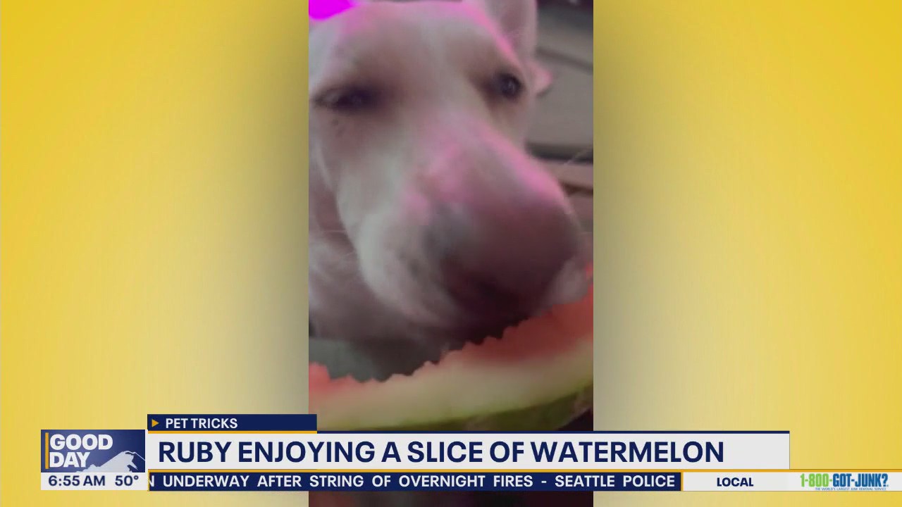 Pet Tricks for Monday, October 20