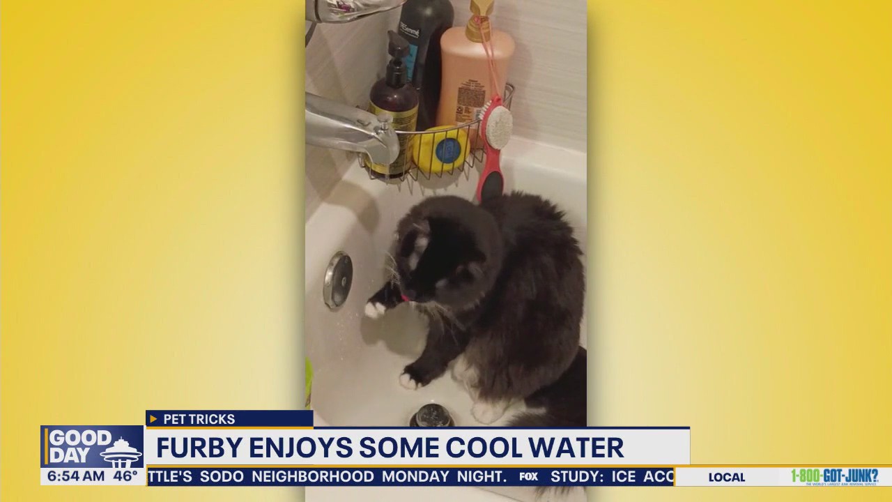 Pet Tricks for Wednesday, October 22