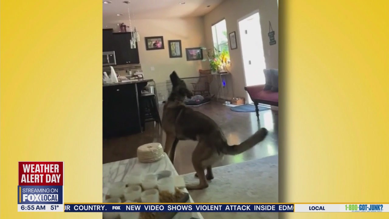 Pet Tricks for Friday, October 24