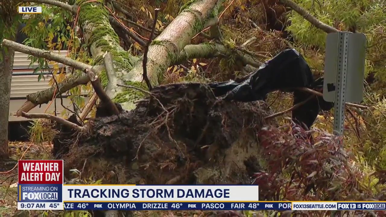 Storm uproots massive tree as Seattle power outages continue