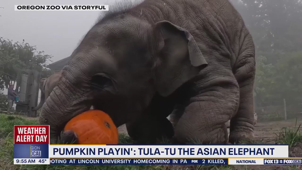 Zoos Nationwide Celebrate National Pumpkin Day