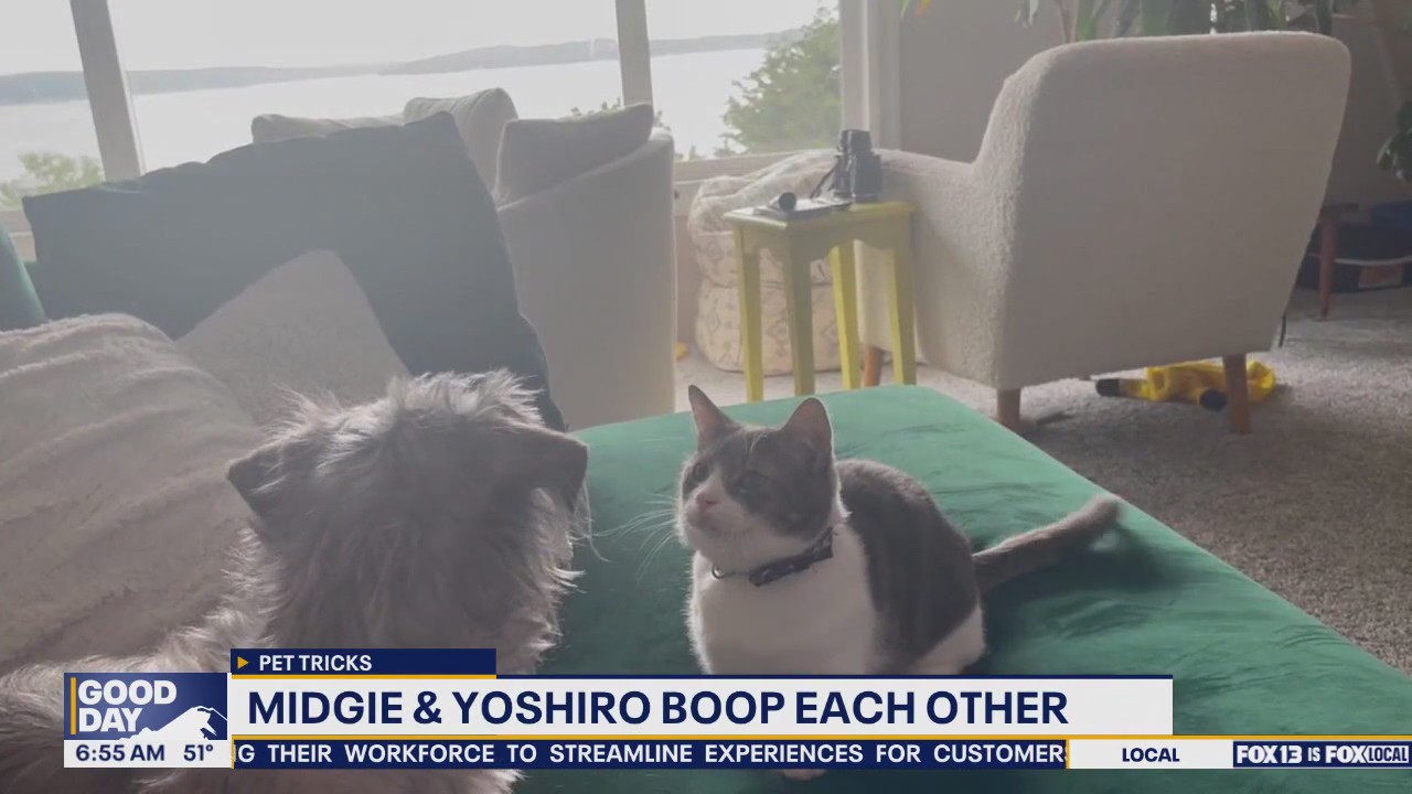 Pet Tricks for Wednesday, October 29